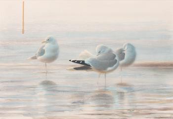 Lars Jonsson, Resting Seagulls.