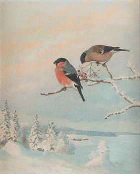 Matti Karppanen, Two Bullfinches.