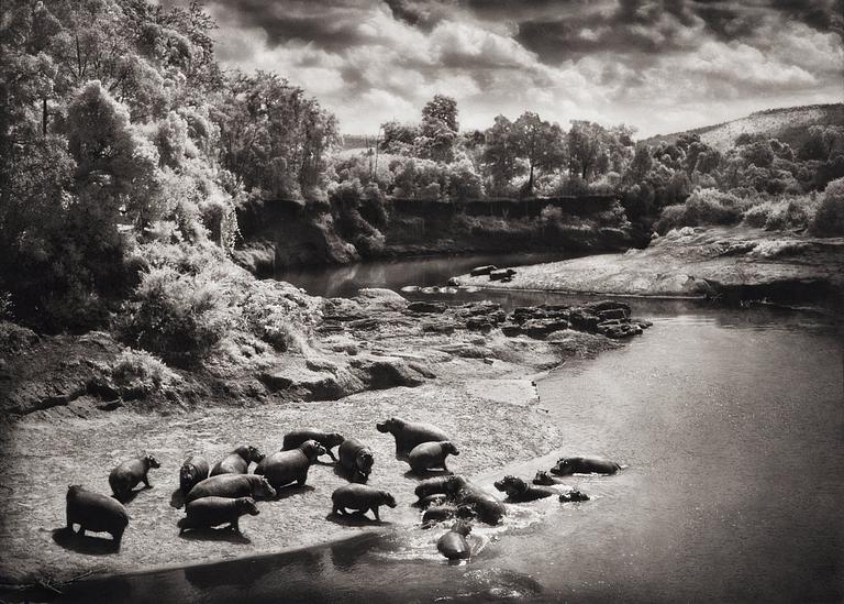 Nick Brandt, "Hippos on the Mara River, Maasai Mara", 2002.