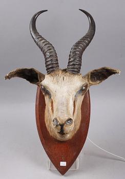 JAKTTROFÉ, springbock, Angola, 1952.