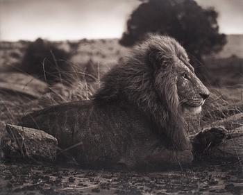 296. Nick Brandt, "Lion on Burned Ground, Serengeti, 2012".