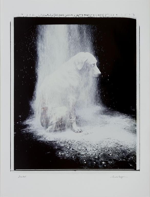 William Wegman, "Dusted".