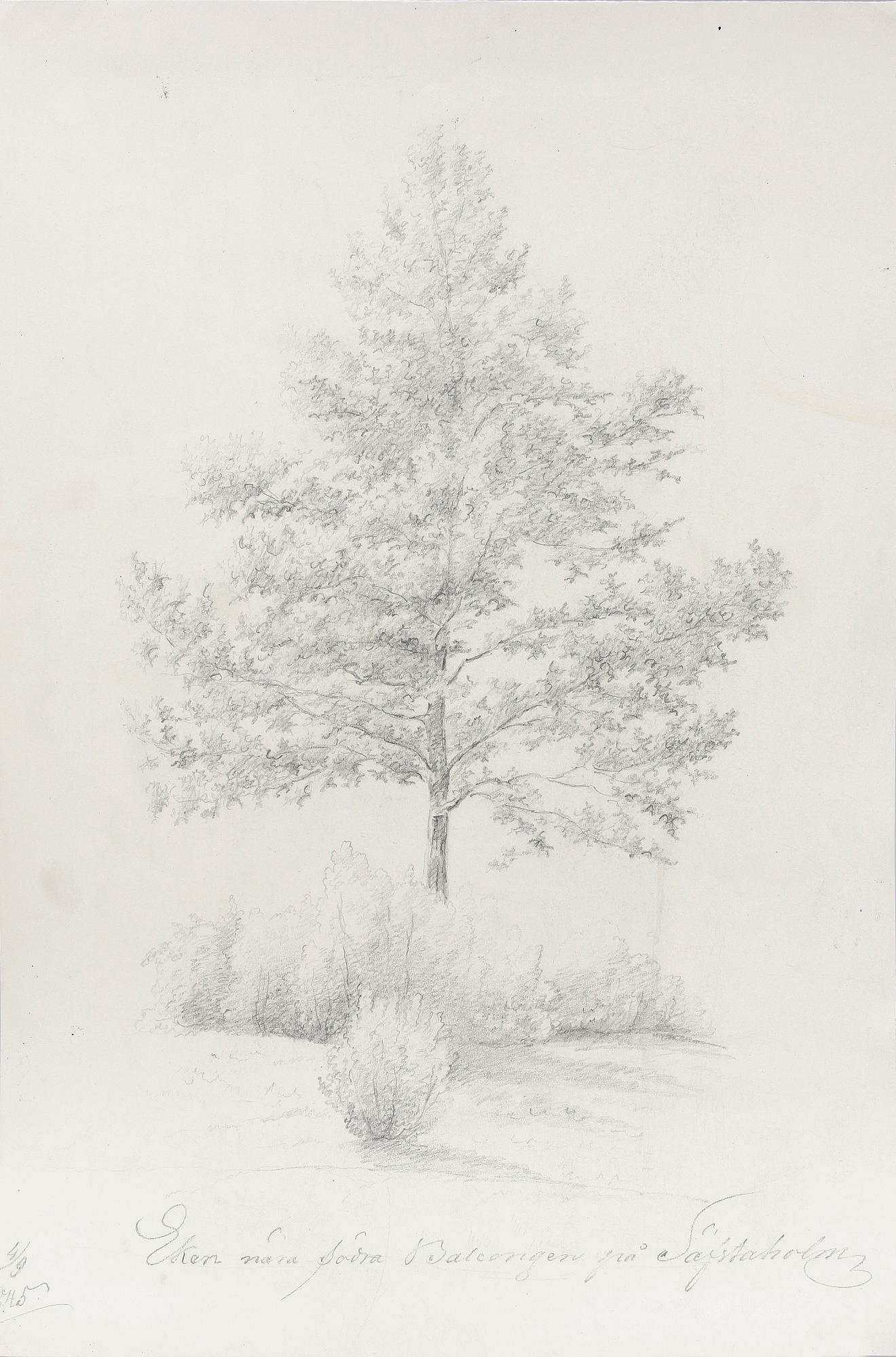 JOSEF WILHELM WALLANDER, tillskriven, blyerts, ej sign.