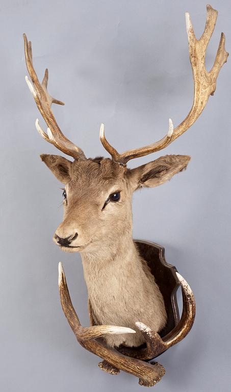 TROFÉ, hjorthuvud. 1900-tal.