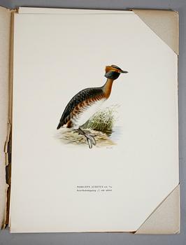 LITOGRAFIER, 112  st. Ur "Svenska Fåglar", av Bror Hallberg, Magnus och Wilhelm von Wright. 1900-talets första hälft.