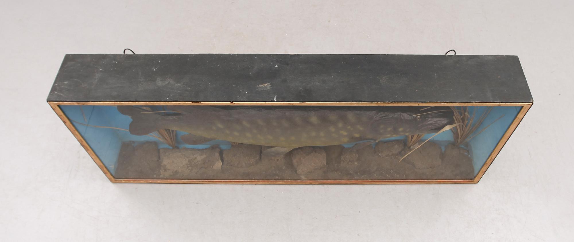 DIORAMA, med gädda, 1900-tal.