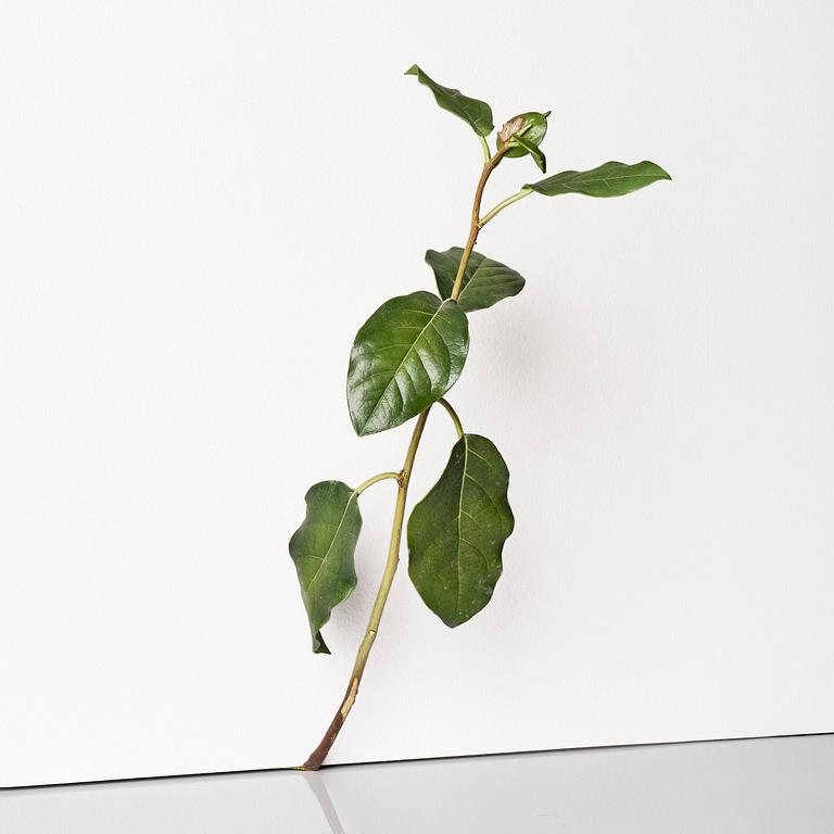 Tony Matelli, "Weed #424".