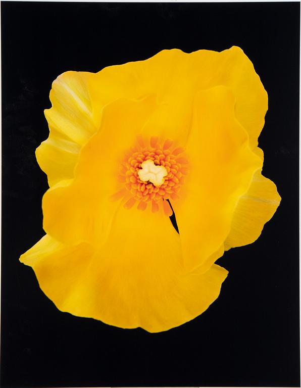 Helene Schmitz, "System och passion2, 4 c-print mounted on aluminum, 2004/2007, signed 10/10.