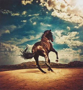 158. Kalle Gustafsson, "Stallion", 2016.