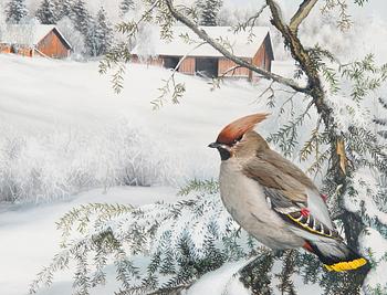 Teppo Terä, Bohemian Waxwings.