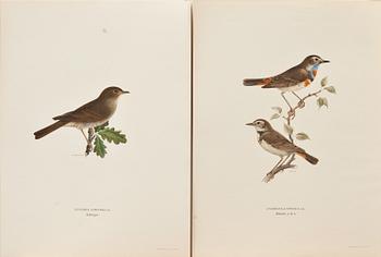 WILHELM VON WRIGHT, ca 320 st, litografiska tryck, "Svenska fåglar".