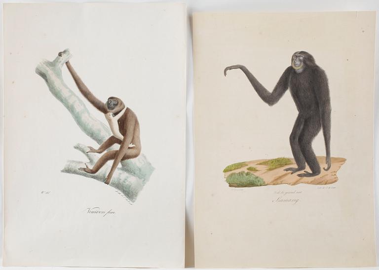 Färgliotgrafier, 4 st, Apor, 1800-talets första hälft.