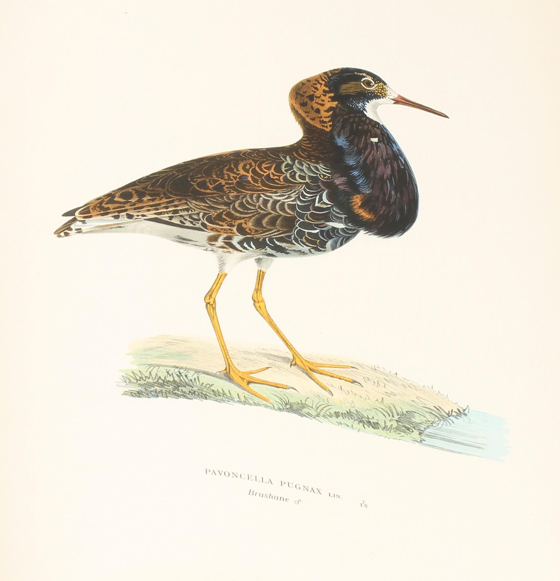 BOK, 3 vol, "Svenska Fåglar", M.W. & F von Wright, Stockholm, 1927-1929.