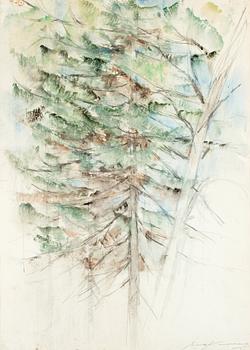403. Aimo Kanerva, SPRUCE TREES.