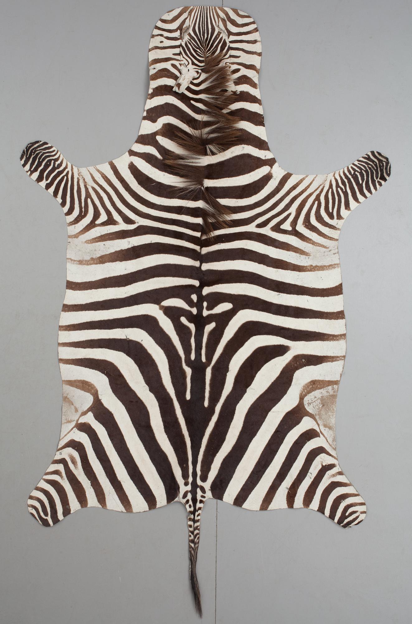 ZEBRASKINN, 1900-talets första hälft.