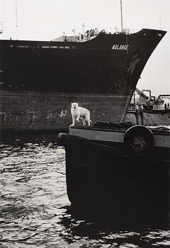 Peter de Ru, "Skeppshund Rotterdam 1979".