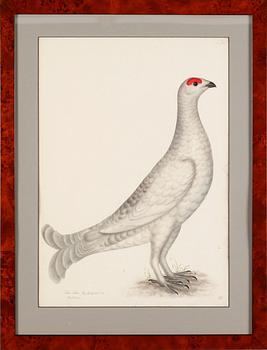 RUDBECK, OLOF D.Y, 3 st, Faksimil av fågelplanscher, 1900-talets andra hälft.