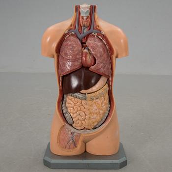 ANATOMISK BYST, hårdplast, Gumperts Skolmaterialhandel, Göteborg, 1950-tal.