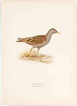 LITHOGRAPH, 30 pcs, after von Wright, Magnus, Wilhelm and Ferdinand & Hallberg, Bror. A. Börtzell, Stockholm.