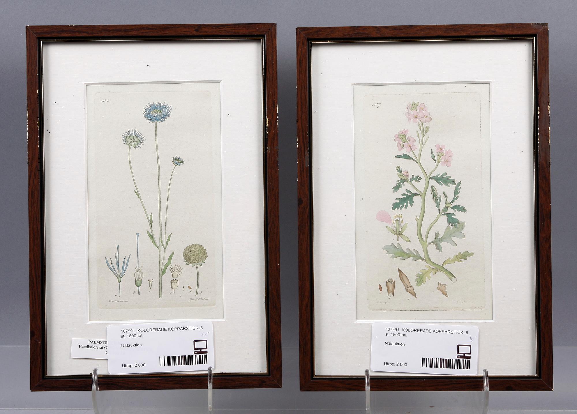 KOPPARSTICK, 6 st. Ur J W Palmstruchs "Svensk botanik".