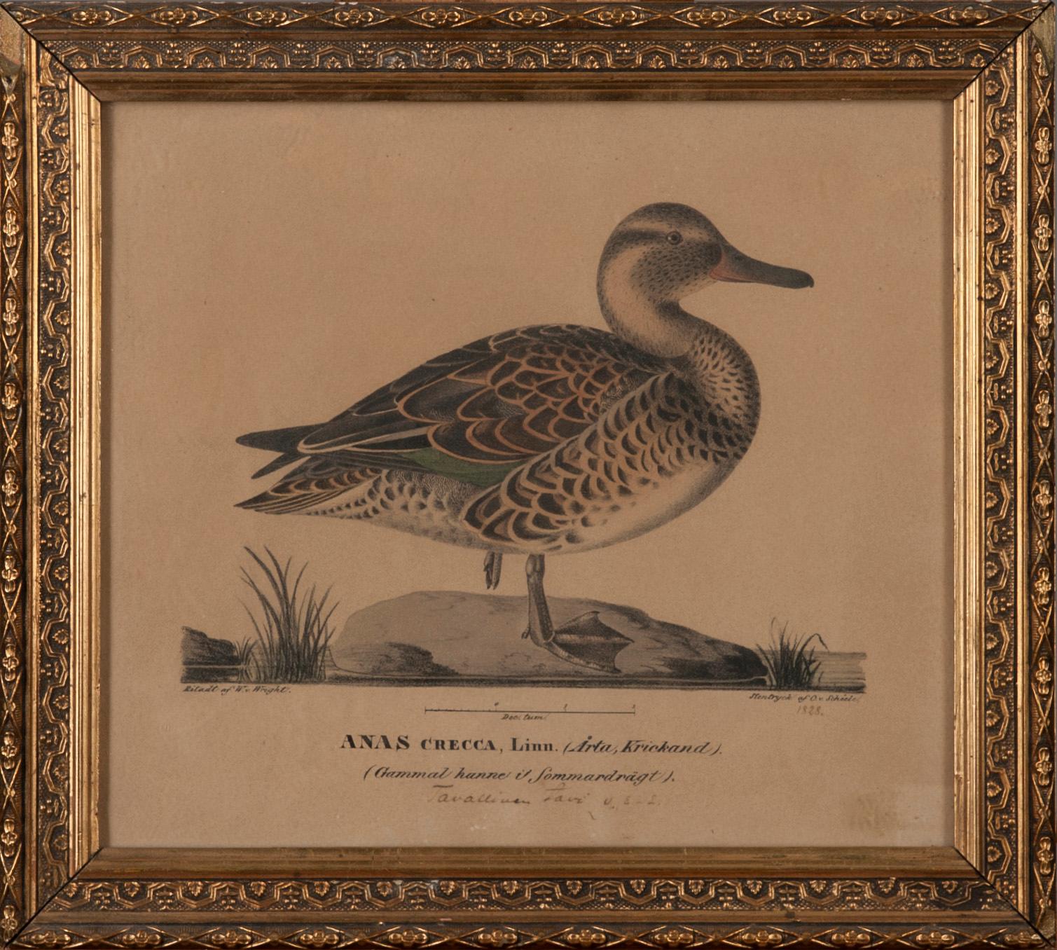 FÄRGLITOGRAFI, Wilhelm von Wright, ur verket "Svenska Foglar", daterad 1828, Stentryck af C. v. Schéete.