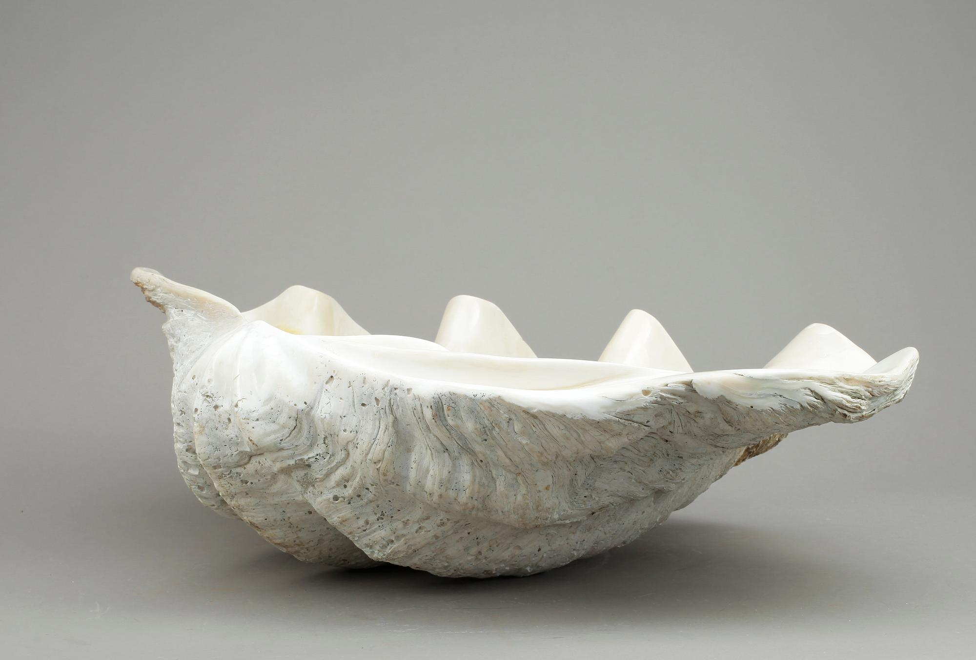 MUSSLA, fossil.