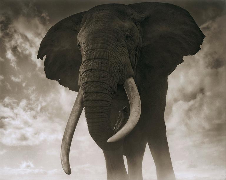 Nick Brandt, "Elephant Against Sky, Amboseli 2011".