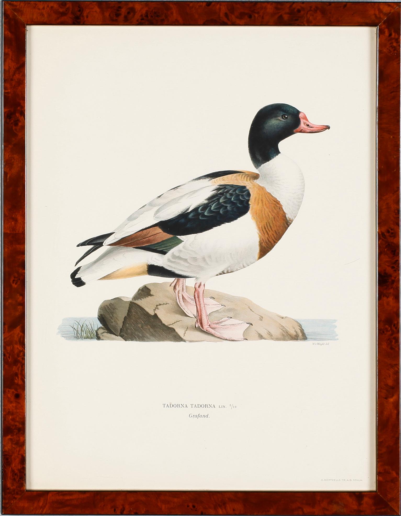 GRAFISKA TRYCK, 4 st, ur von Wrights "Svenska fåglar", A. Börtzells, Stockholm, 1900-talets första hälft.