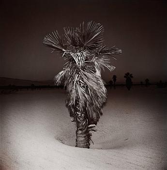 290. Richard Misrach, "Palm #3", 1975.