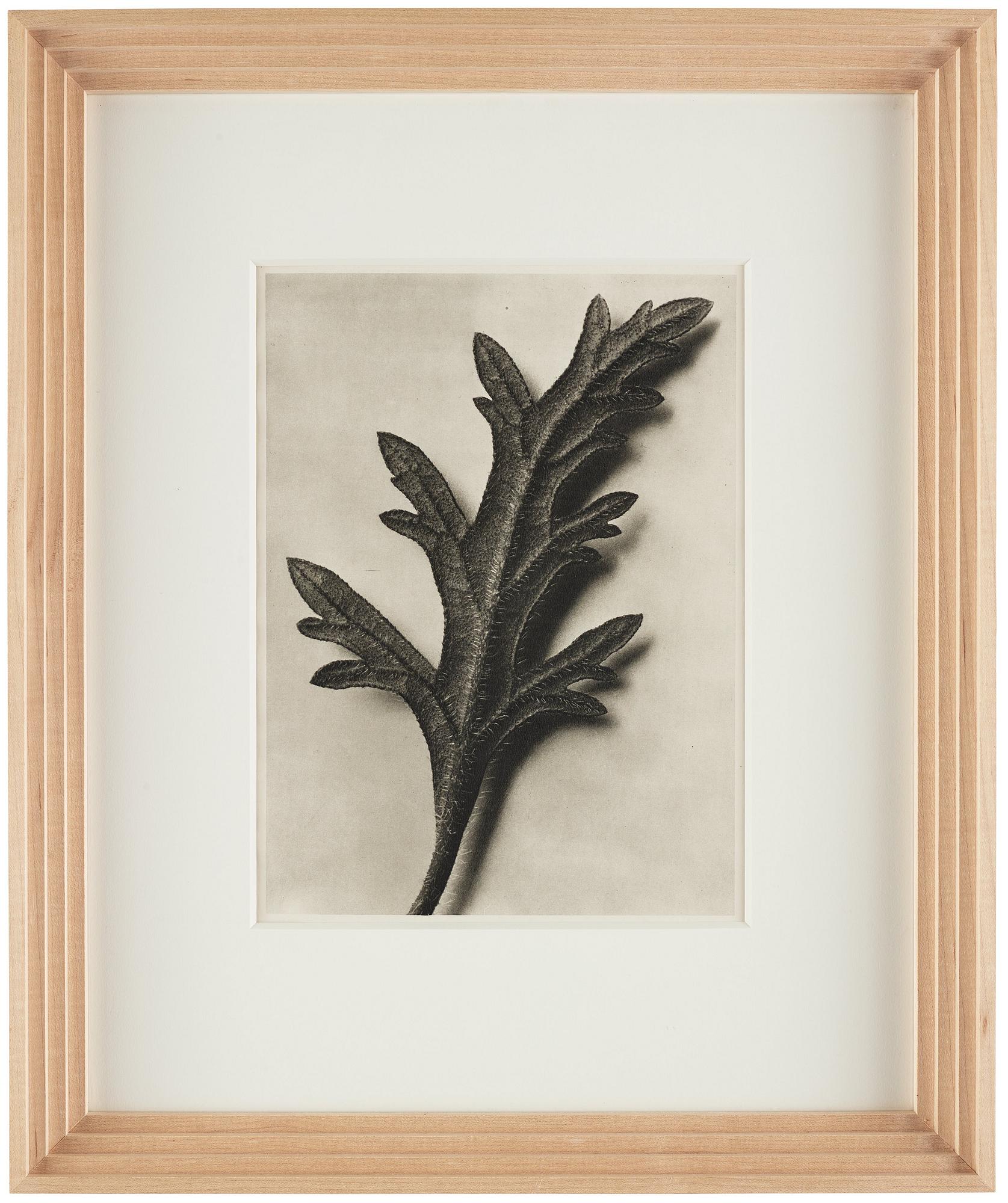 Karl Blossfeldt, "Urformen der Kunst", 1928 (22 st).
