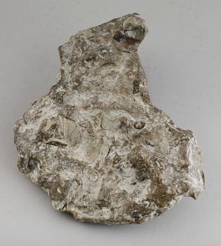 FOSSIL, sten.