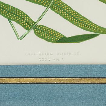 Lithographs, 3+1, late 19th century.