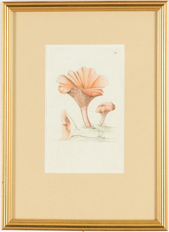 Twelve hand-coloured engravings, J.W. Palmstruch, from 'Svensk Botanik', 1802-1840.