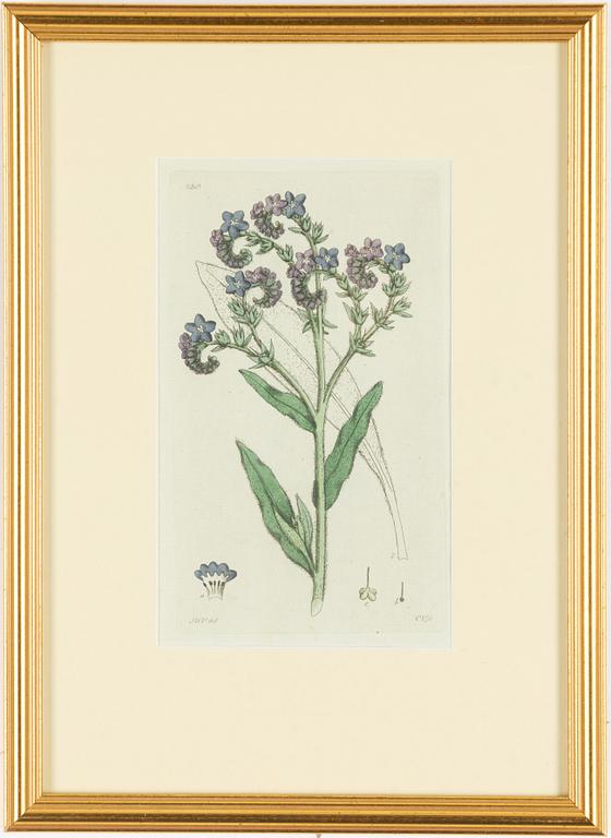 Twelve hand-coloured engravings, J.W. Palmstruch, from 'Svensk Botanik', 1802-1840.