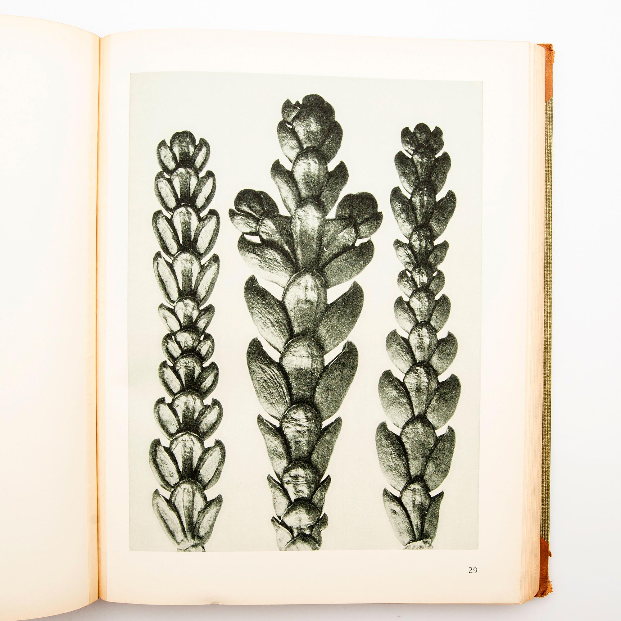 Book, "Art Forms in Nature", Karl Blossfeldt, Spamersche Buchdruckerei, Leipzig, 1930.