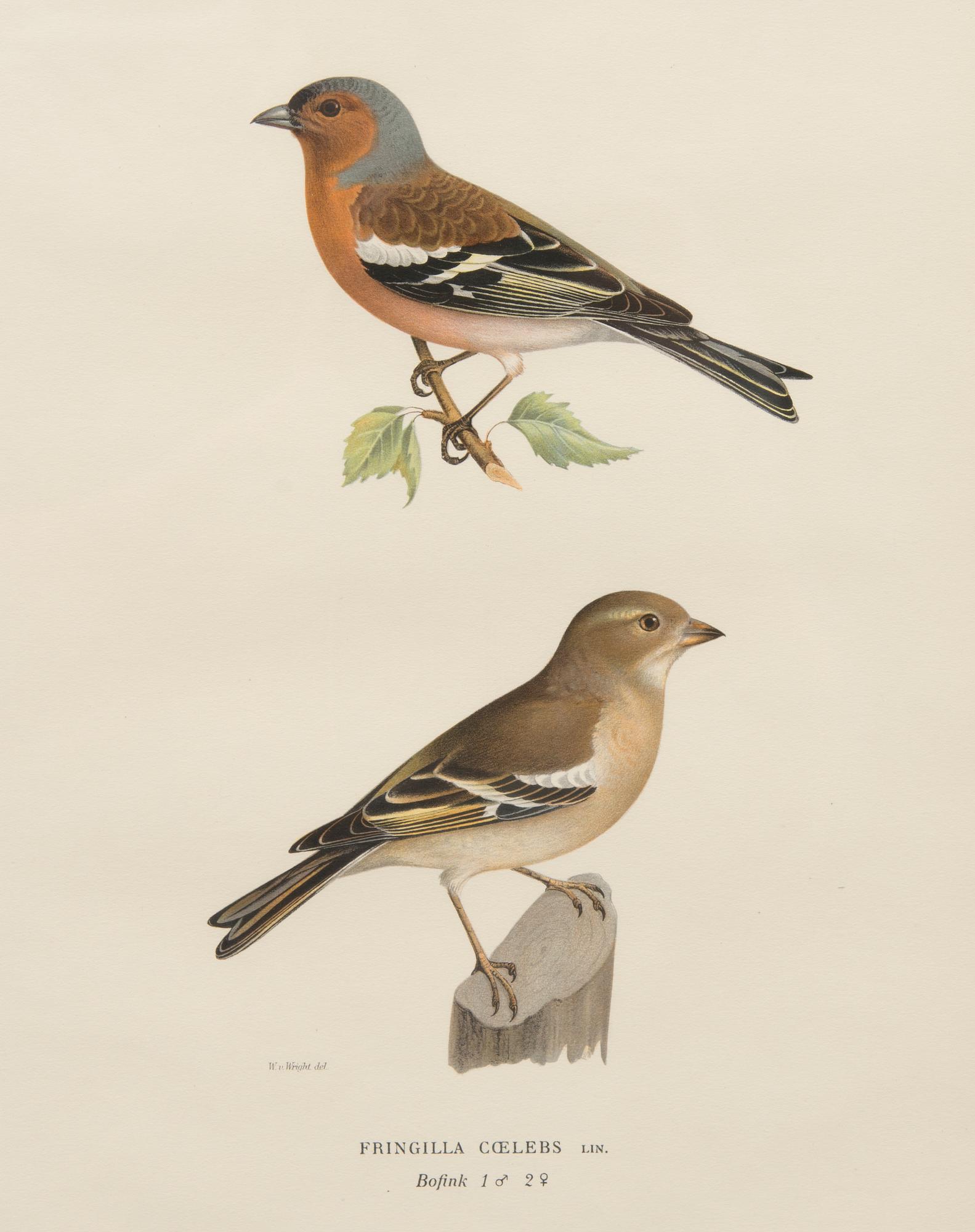 LITOGRAFIER, 4 st, efter Wilhelm och Magnus von Wright, A. Börtzell, Stockholm.