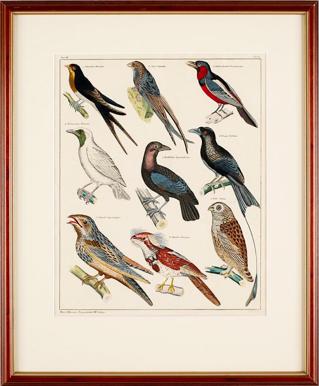 HANDKOLORERADE LITOGRAFIER, 3 st, Oken, Stuttgart, Tyskland, 1800-talets mitt.