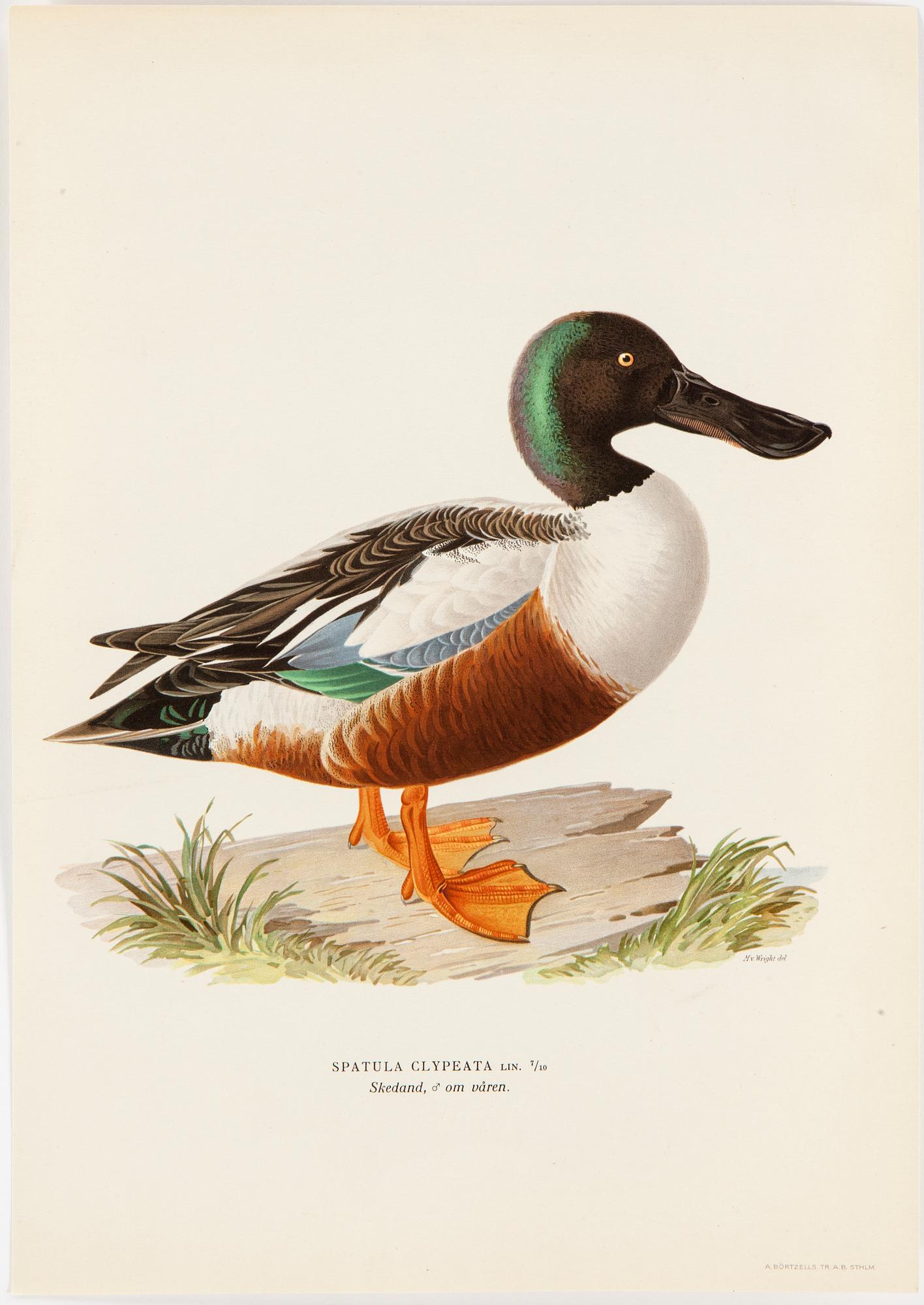 LITHOGRAPH app 120, after M & W von Wrights "Svenska fåglar", A Börtzells, Stockholm, 1917-29.