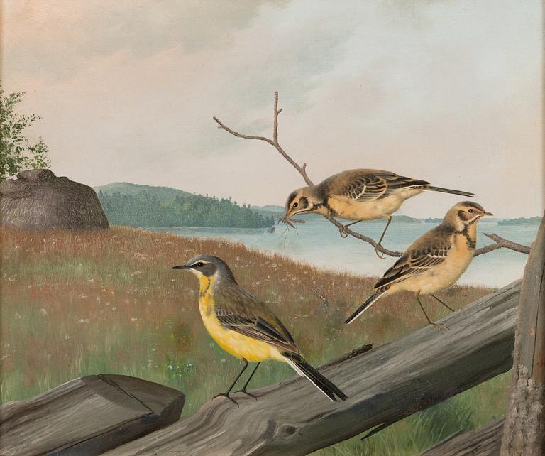 Matti Karppanen, Yellow wagtails.