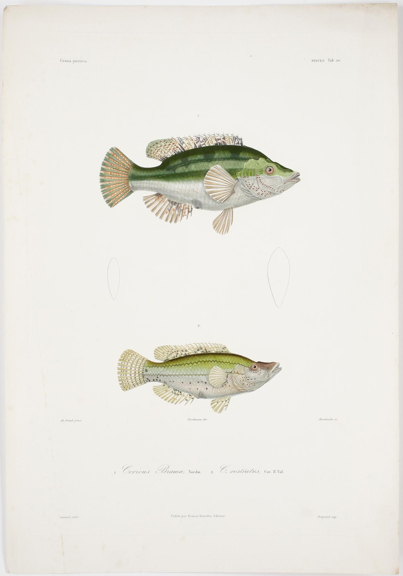 ALBUM, 55 st kolorerade gravyrer,  Publié par Ernest Bourdin, 1800-tal.
