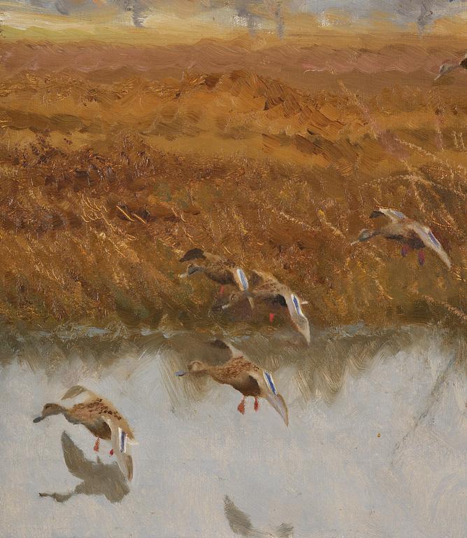 Bruno Liljefors, Flying ducks.