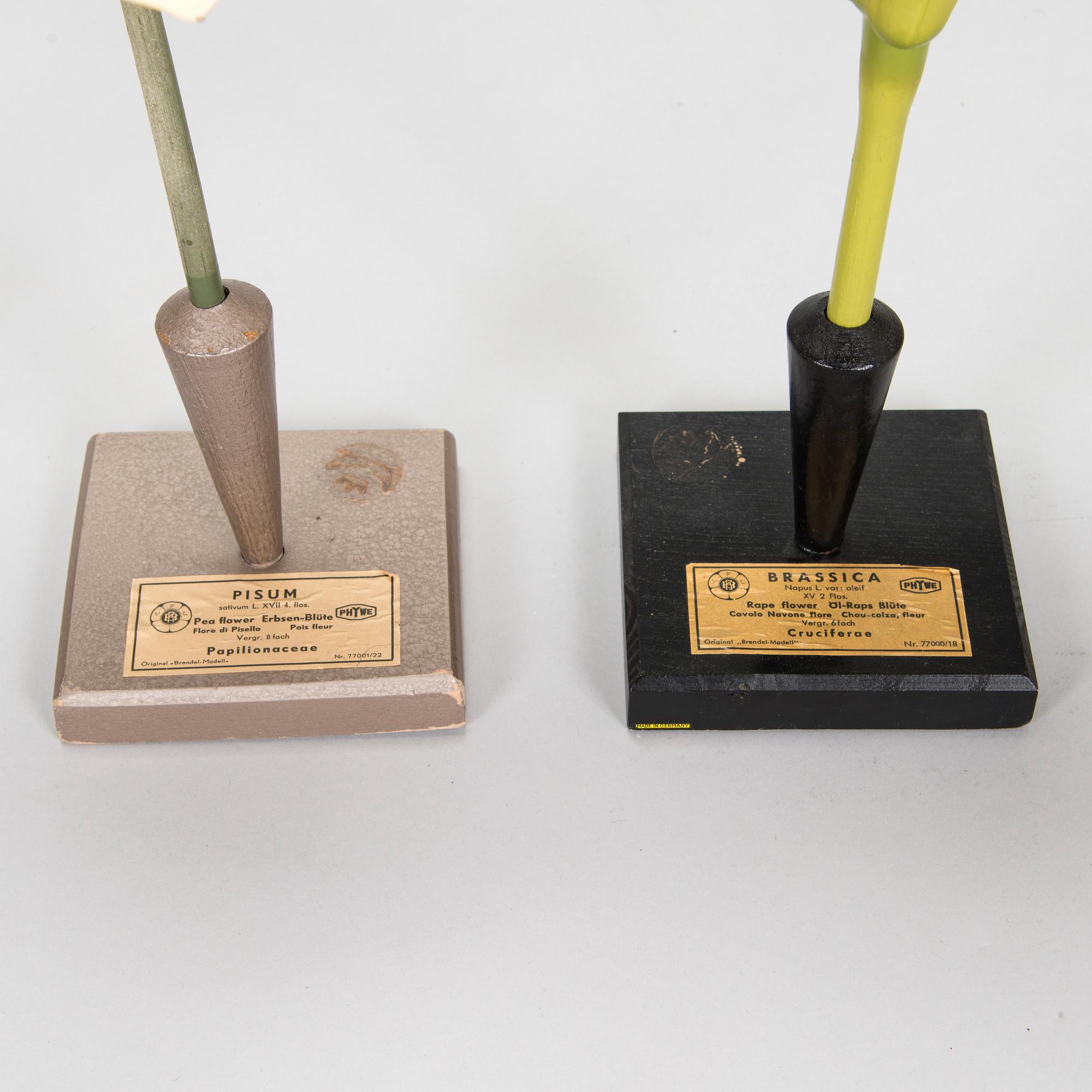 Robert Brendel & Carl Leopold Lohmeyer, A set of 4 educational materials / sculptures, "Botanic Flowers" by R. Bredel. Poland, turn of the 20th century.
