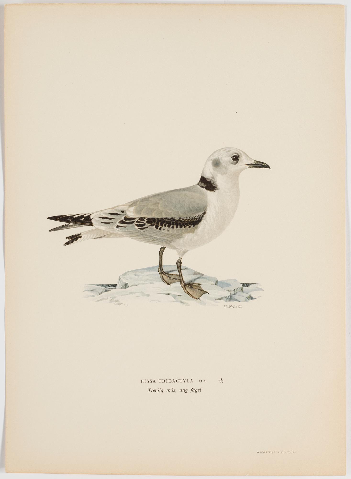 M o W VON WRIGHT, "Svenska fåglar", 252 st planscher, Ivar Baarsens förlag, Stockholm, 1920-tal.