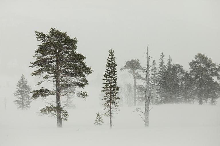 Karin Alfredsson, Ur sviten "Snö och regn skall passera", 2019.