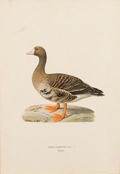 LITHOGRAPHS, 4 pcs, after Wilhelm von Wright and Bror Hallberg. A. Börtzell, Stockholm.