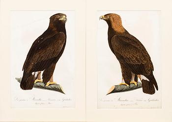 PLANSCHER, kopparstick, 2 st, Ur Teutsche Ornithologie..." 1800-1817, gravör Johann Conrad Susemihl.