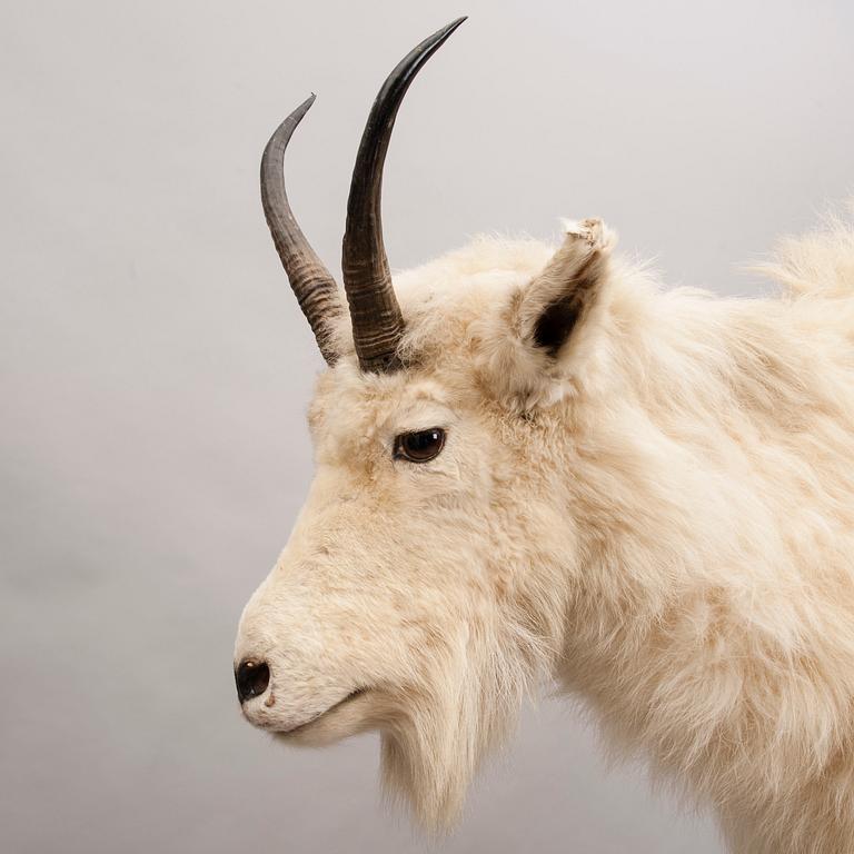 SNÖGET, taxidermi, 1900-talets första hälft.