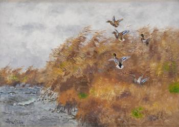 810. Bruno Liljefors, Flying wild ducks in the reeds.