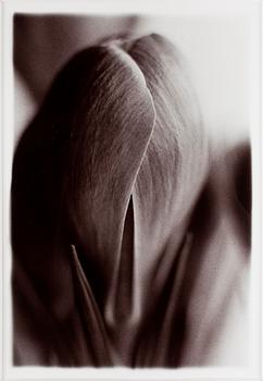 MONICA ENGLUND, Silvergelatinfotografi, sign a tergo.