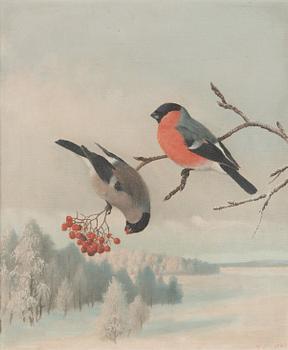 Matti Karppanen, Bullfinches.